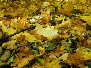 Photo of the autumn litter in the forest, colorful leaves lie on the plank.