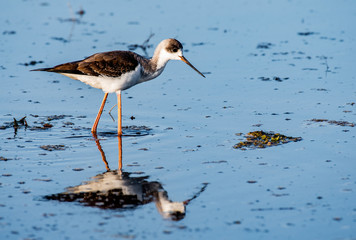 Stilt  bird