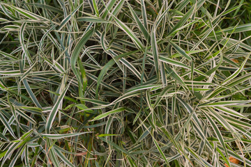 textured bush of green grass with white stripes top view