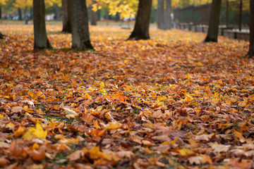 Autumn park