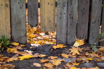 Autumn fence