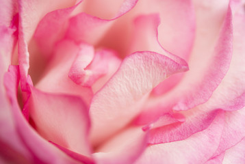 Fototapeta na wymiar Soft floral pink abstract background. Macro blur flower. Pink rose.