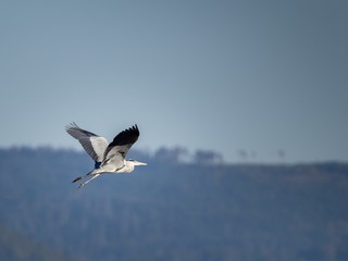 Reiher im Flug
