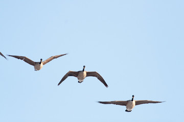 Goose Bird