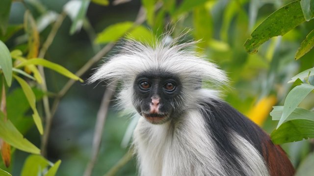 Signe, For&ecirc;t de Jozani, Zanzibar