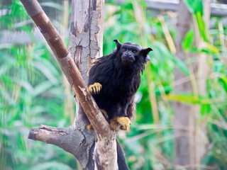 Saguinus midas monkey