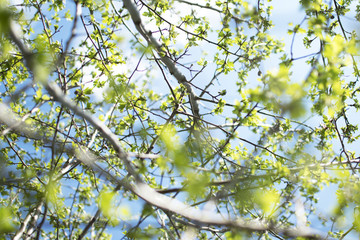 A tree with leaves. Young branches and leaves. Upper branches of a tree. Nature background