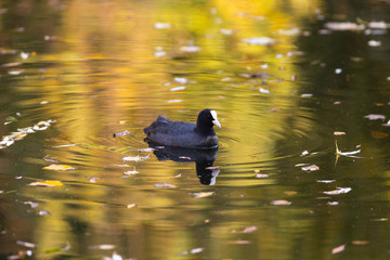 Coot in autumn