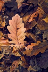 Fallen autumn leaves