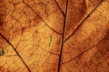 Obraz premium Autumn leaf close up. Orange leaves. Fall. Leaf texture. Leaf background