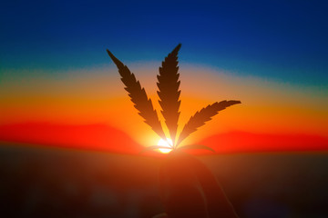 Cannabis leaf in hand on the horizon with sunset. Marijuana leaves against the backdrop of...