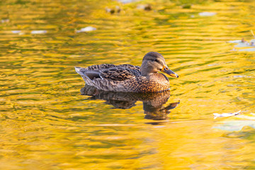 duck at sunset
