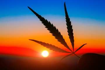 Silhouette cannabis leaf in hand on the horizon with sunset. Marijuana leaves against the backdrop...
