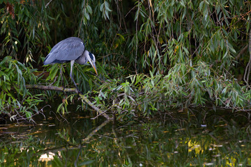 Heron on branch