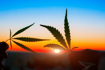 Cannabis leaf against the sky. Hand holding marijuana leaf on the background of the sunset sky with...