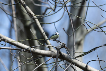 The Eurasian blue tit (Cyanistes caeruleus). A small passerine bird. Nature background. Yellow and blue bird