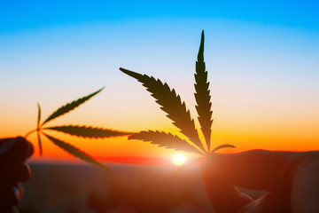 Cannabis leaf against the sky. Hand holding marijuana leaf on the background of the sunset sky with sunlight