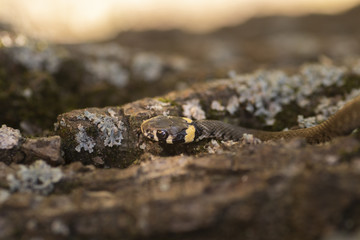 The grass snake (Natrix natrix). Ringed snake or water snake. Young little snake. Snake with yellow spots
