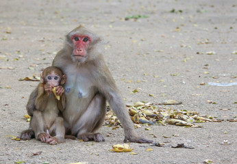 Thai wild red face mommy and baby monkey sitting on the ground and looking for food.