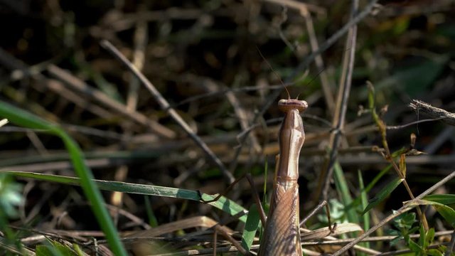 European Mantis (Mantis religiosa) in the dry grass - (4K)