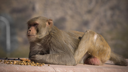 Macaque allonge