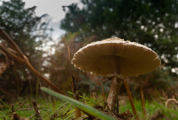 mushroom in the forest