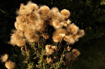 roślina © Maja