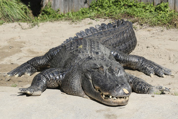 Alligator sleeping