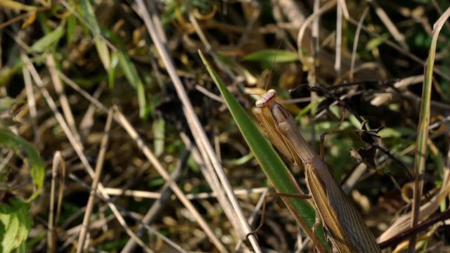European Mantis (Mantis religiosa) in the dry grass - (4K)