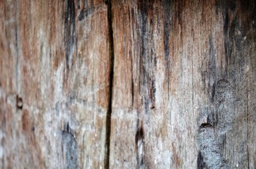 texture of wood