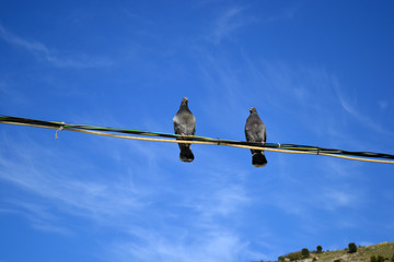 pigeons sitting on wires against the blue sky 