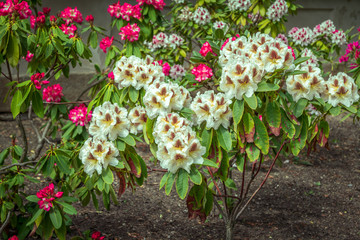 Fototapeta na wymiar Beautiful colorful – white, brown, yellow and bright pink rhododendron flowers, growing in the garden. Spring blooming nature.