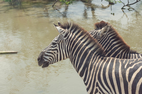 馬・ゼブラ・動物・シマウマ