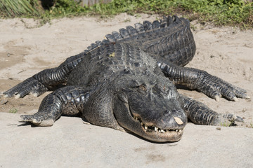 Alligator sleeping