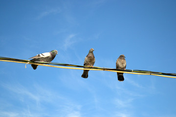 pigeons sitting on wires against the blue sky 