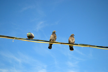 pigeons sitting on wires against the blue sky 