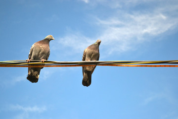 pigeons sitting on wires against the blue sky 