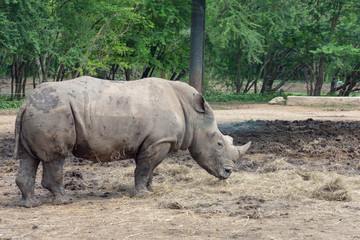 Obraz premium サイ・サファリ・絶滅・動物・巨大