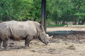 Naklejka premium サイ・サファリ・絶滅・動物・巨大