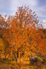 Fototapeta na wymiar Autumn colors in the mountains