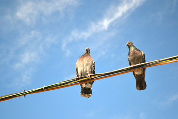 pigeons sitting on wires against the blue sky 