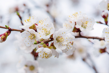 Blossoming of the apricot tree in spring time with white beautiful flowers. Macro image with copy space. Natural seasonal background.