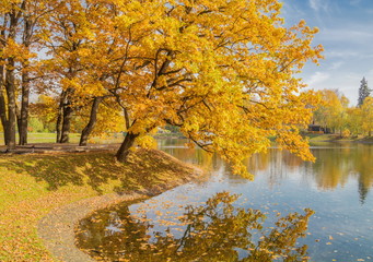 Golden oak on the lake in autumn park