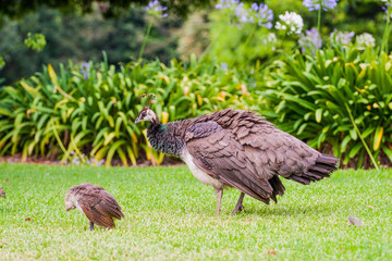 female peacock and baby