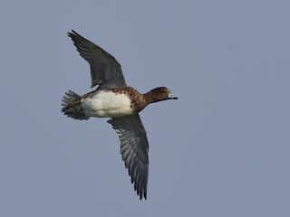 Eurasian wigeon (Mareca penelope)