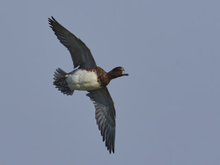 Eurasian wigeon (Mareca penelope)