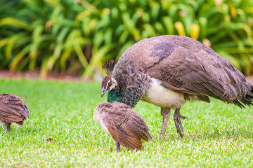 female peacock and baby