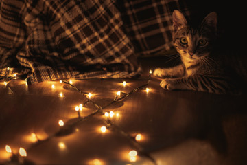 A kitten sitting next to christmas lights