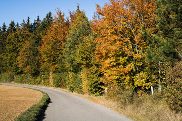 Fototapeta premium Herbst mit Straße