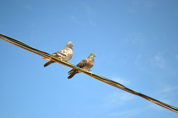 pigeons sitting on wires against the blue sky 